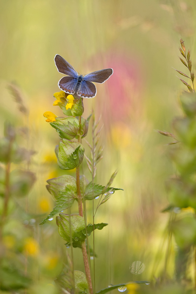 Sommerwiese