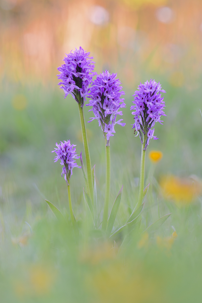 Dreizähniges Knabenkraut (Orchis tridentata)