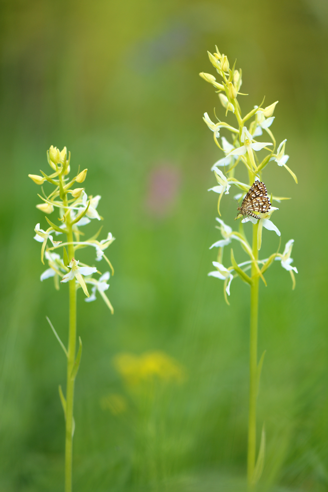 Zweiblättrige Waldhyazinthe