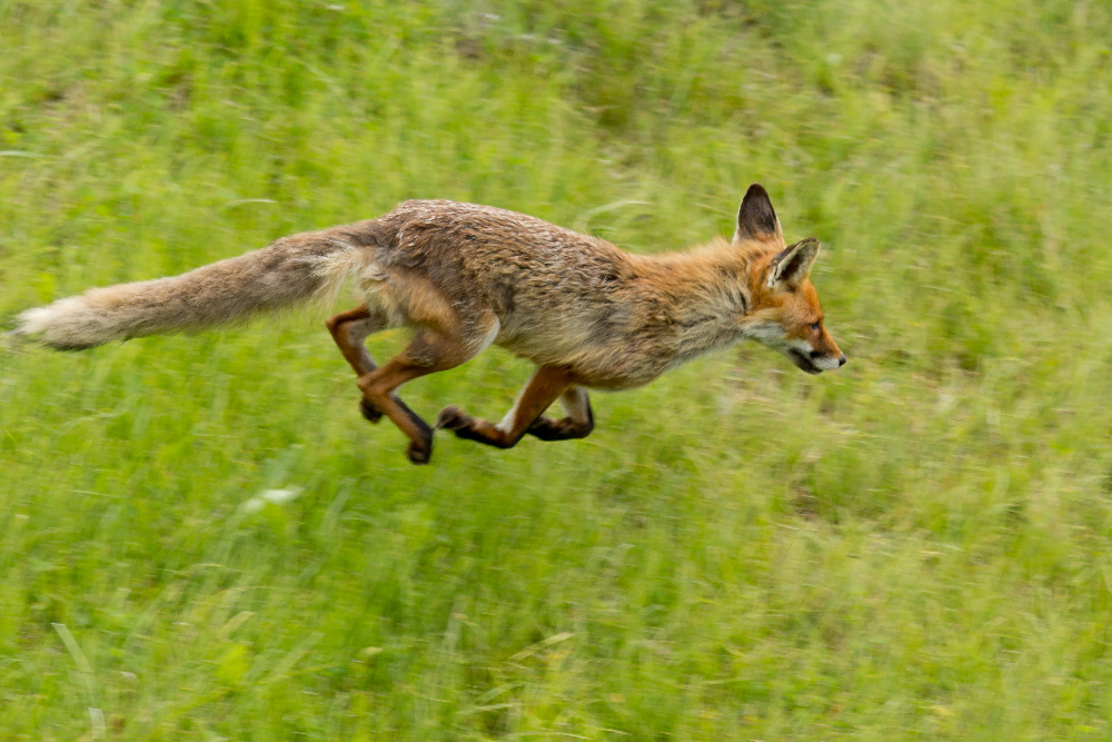 The quick brown fox...