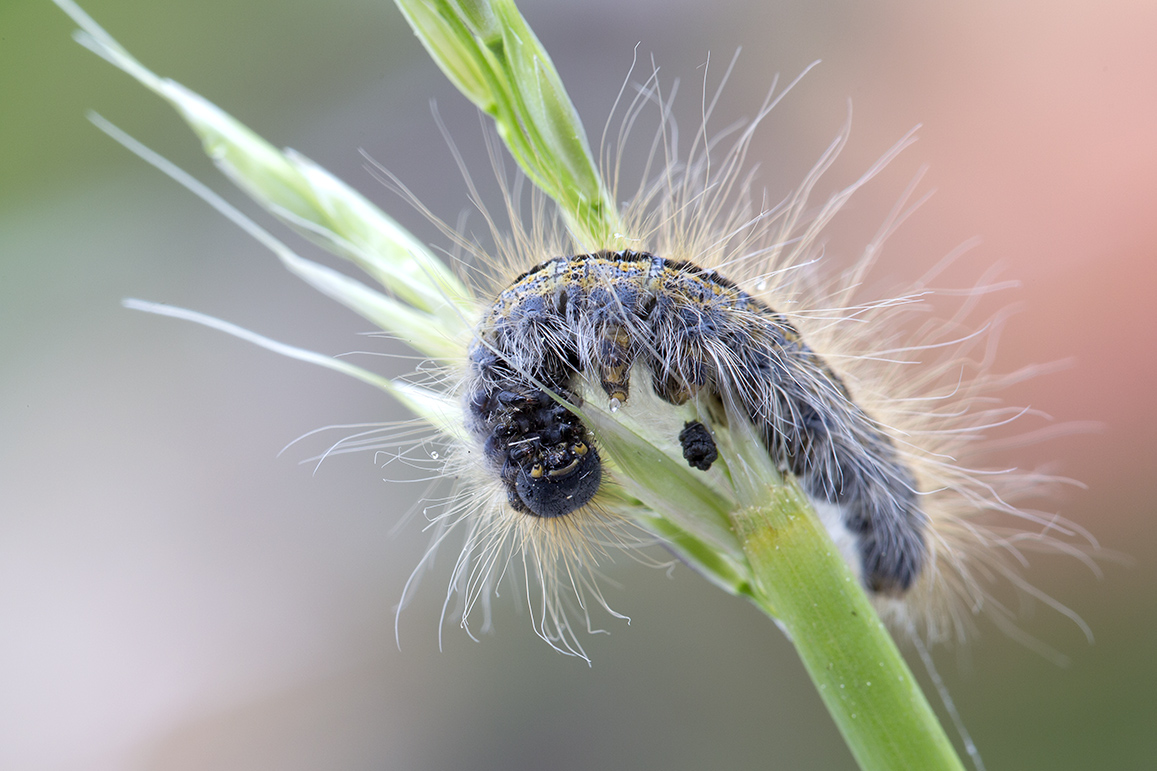 unbekannte Raupe