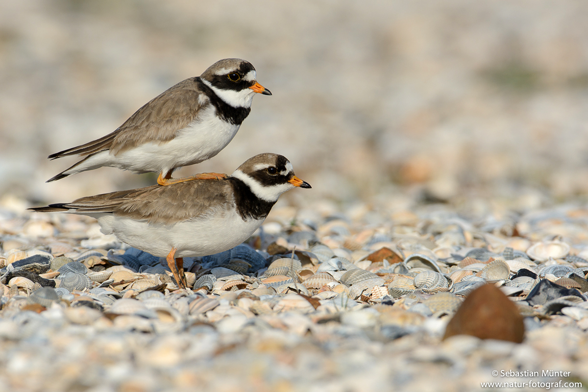 Sandregenpfeifer (Charadrius hiaticula)