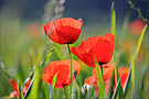 Roter Mohn 3