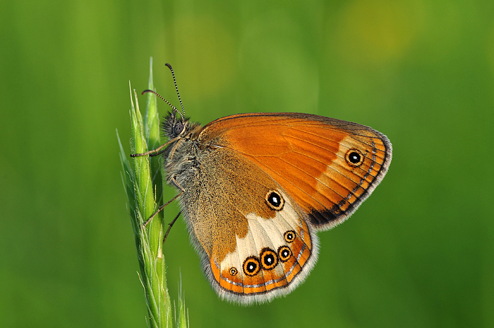 Weißbindige Wiesenvögelchen (Coenonympha arcania)