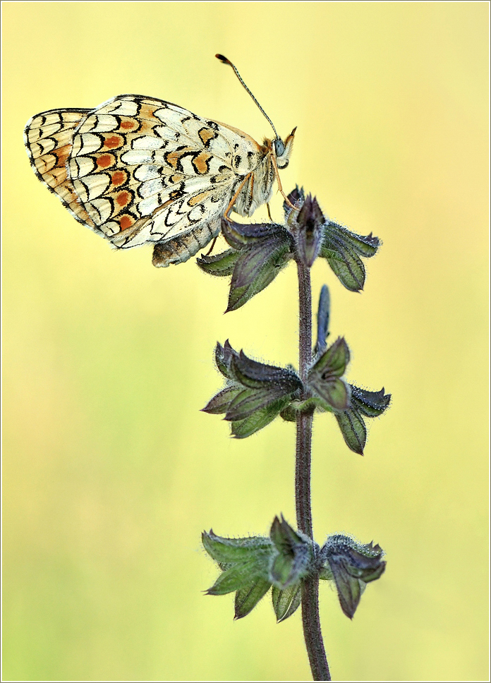 *Flockenblumen_ Scheckenfalter*