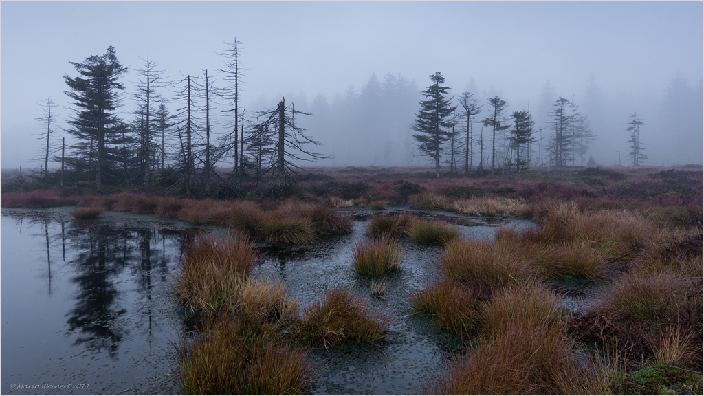 Stille im Moor