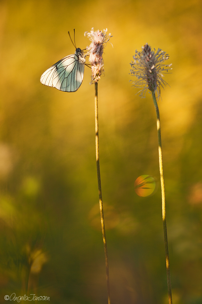 Morgens ganz früh in der Wiese