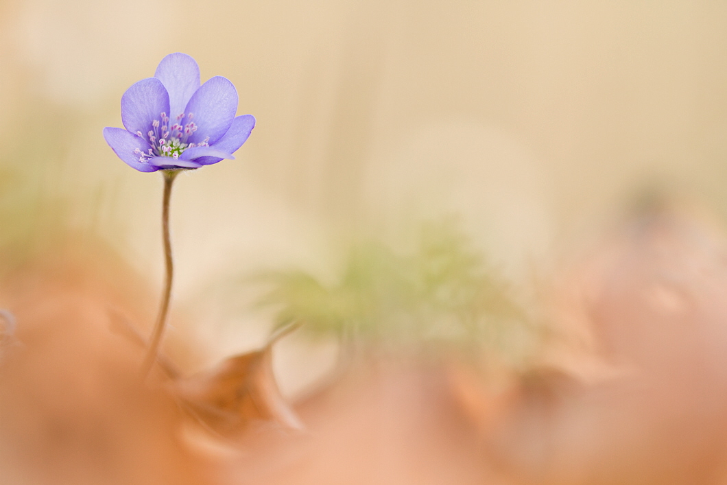 Hepatica nobilis