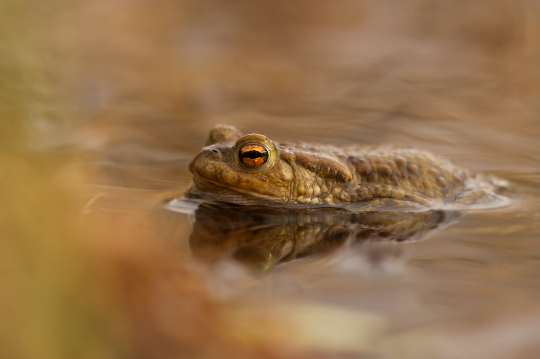 Bufo