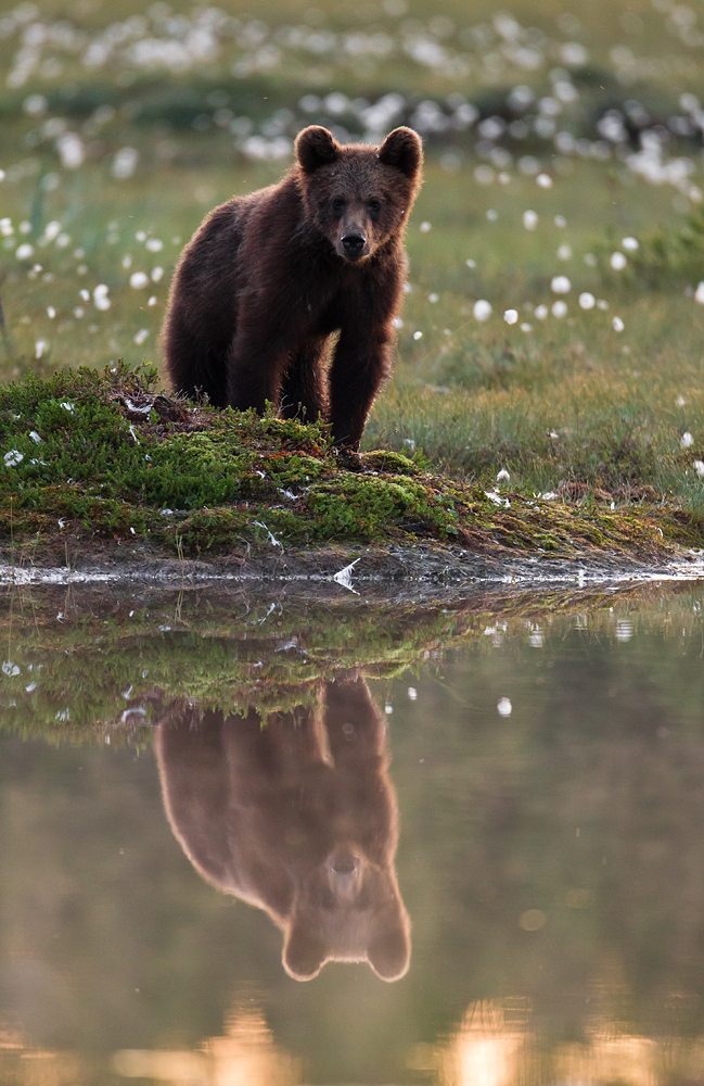 Braunbär während der Mittsommernacht