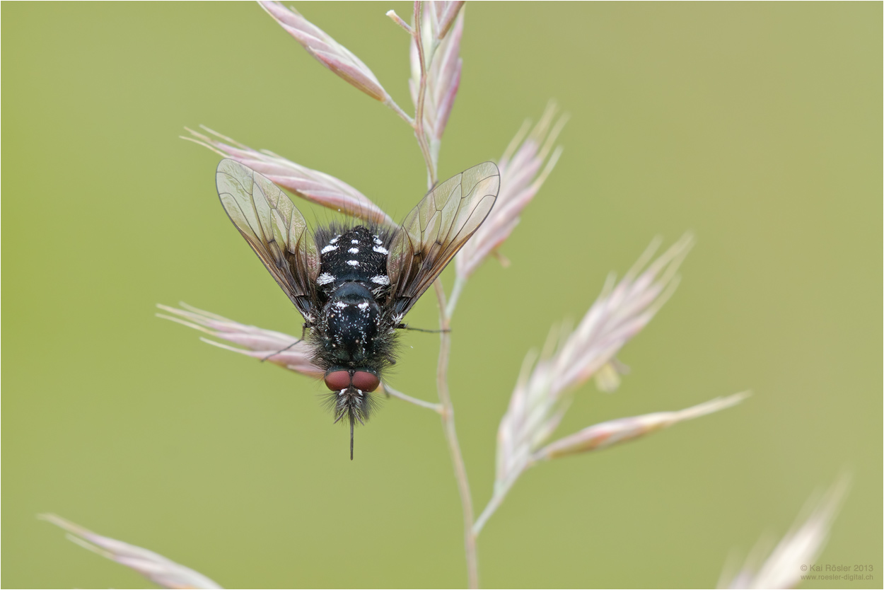 Schwarzer Wollschweber