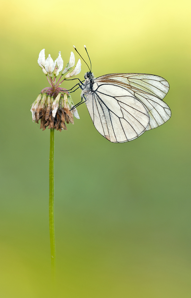 "Aporia crataegi"