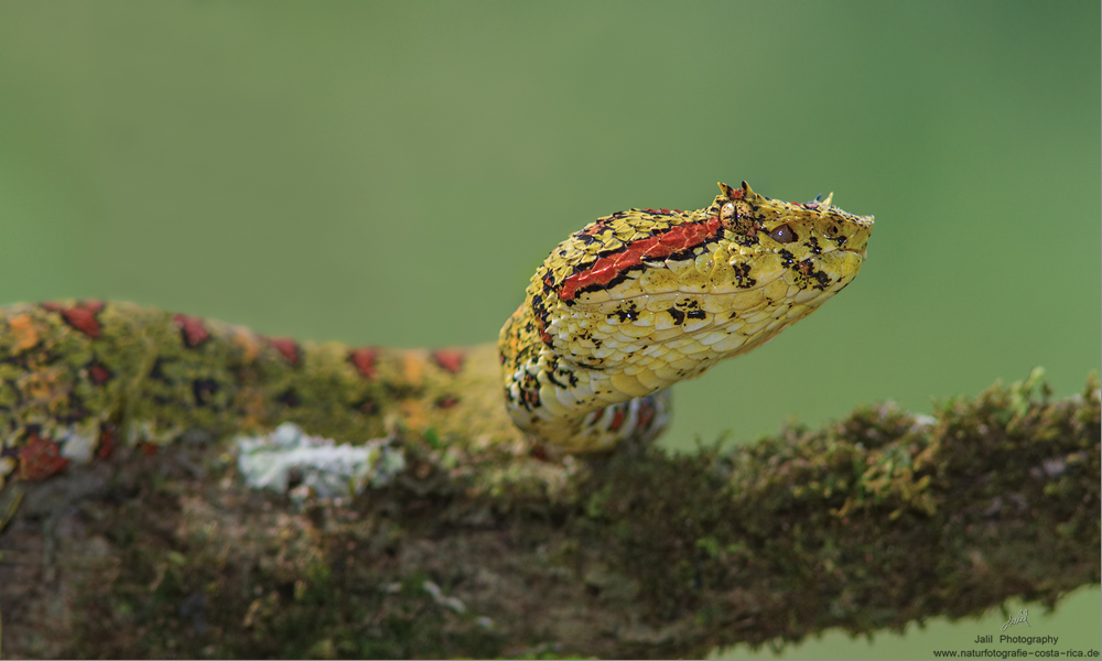 Bothriechis schlegelii