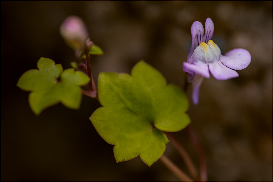 Mauerblümchen ( Cymbalaria Muralis )