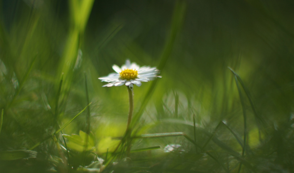 Kleines Blümchen