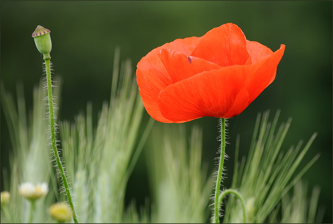 Mohn 4