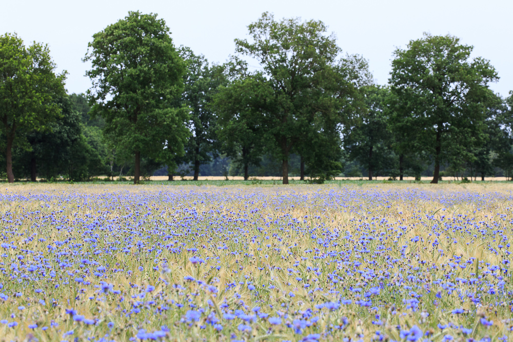 Getreidefeld mit Kornblumen