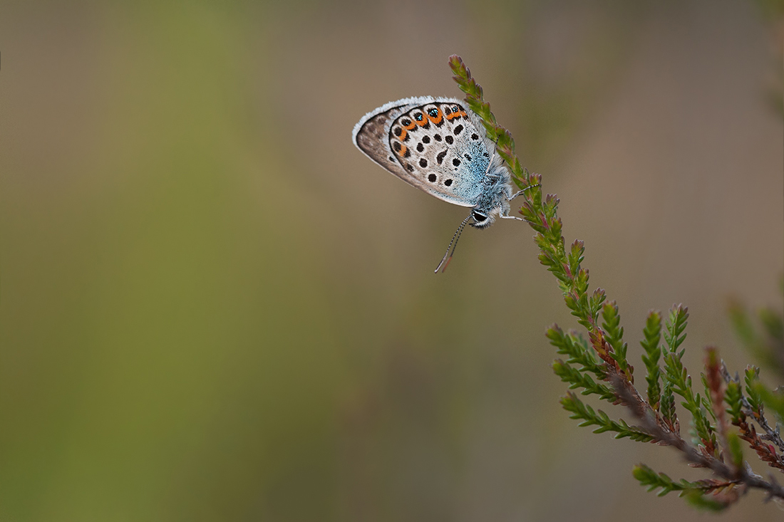 abends in der Heide