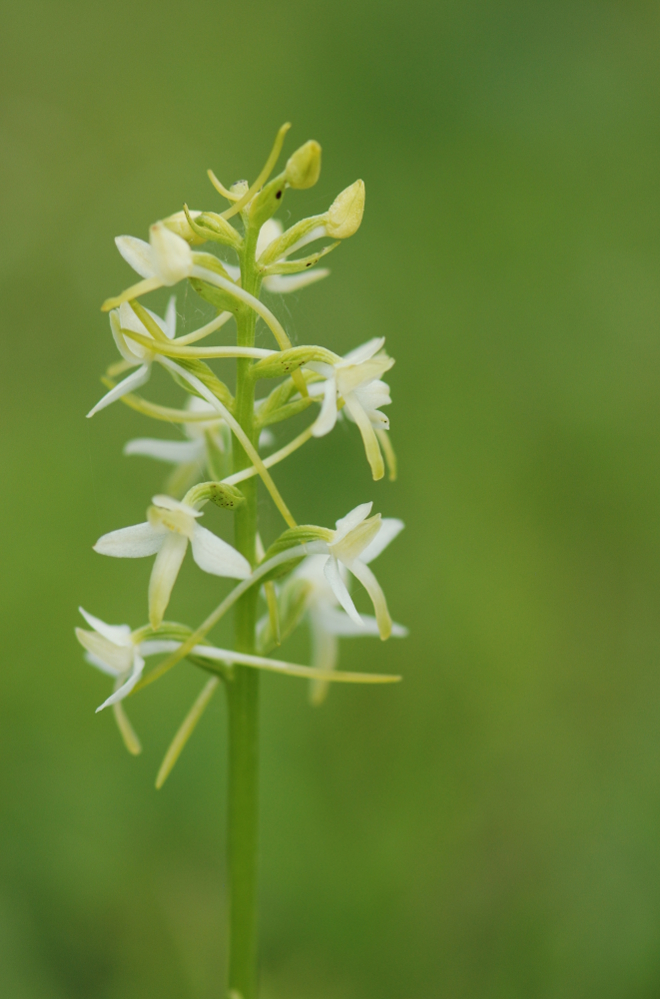 Platanthera bifolia