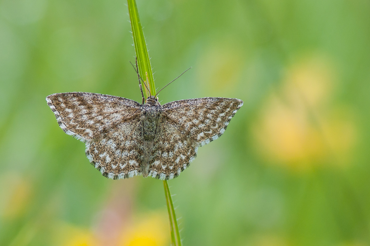 Marmorierter Kleinspanner (Scopula immorata)