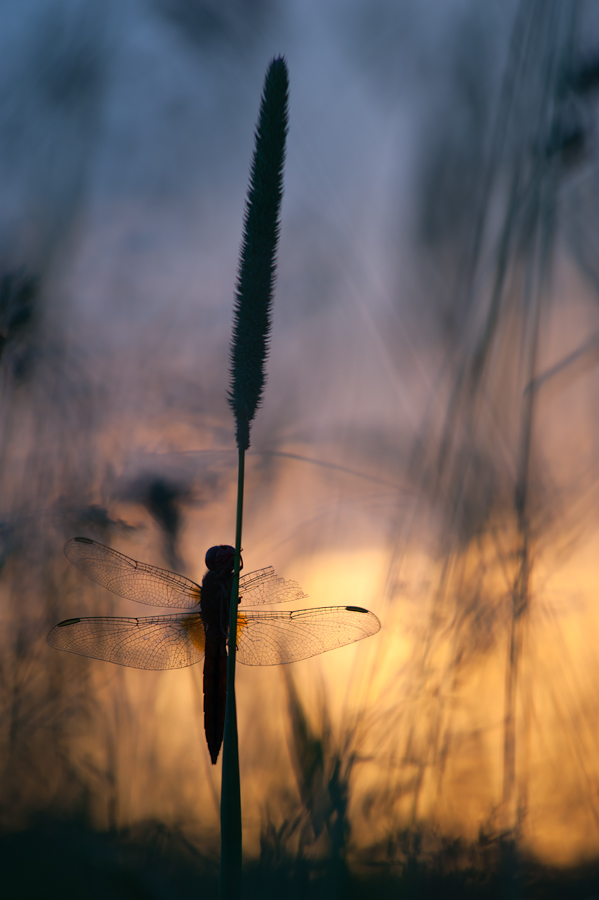 ~ Kurz vor blau ist fast noch Feuer... ~