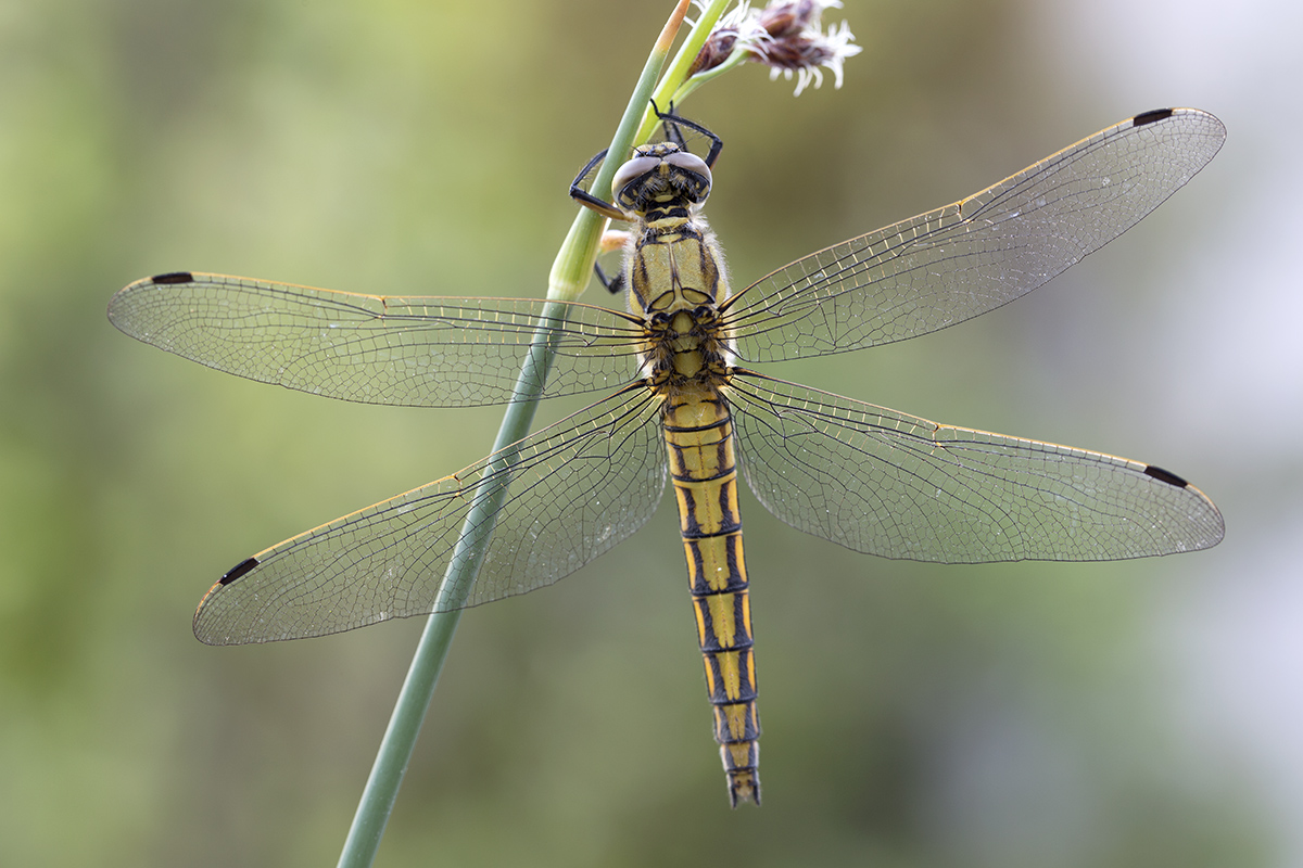 Vierflecklibelle