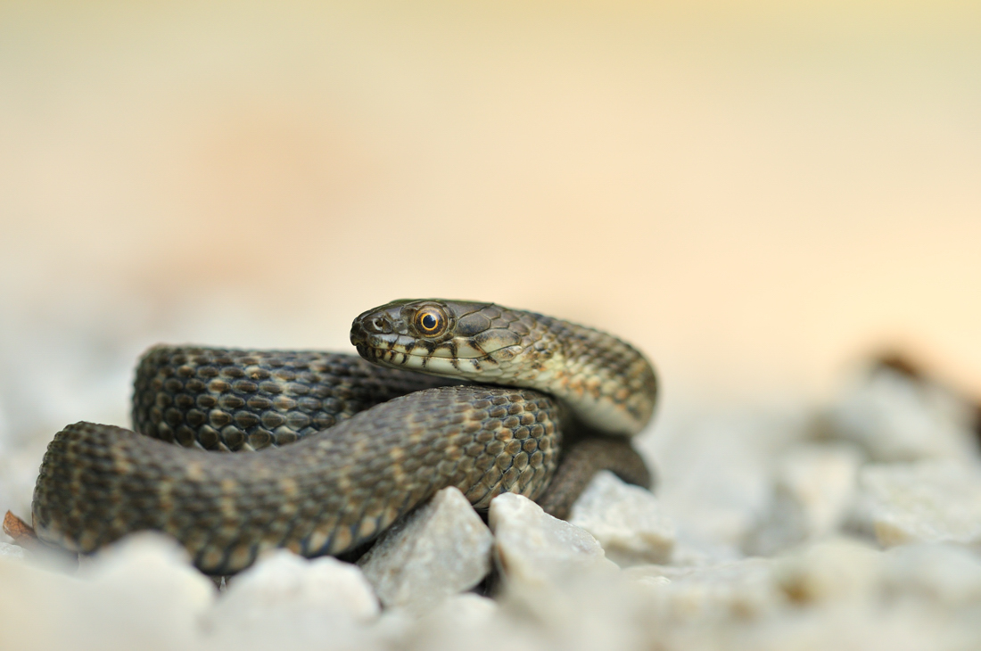 Natrix tessellata