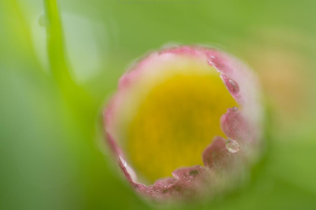 Bonbon - Bellis