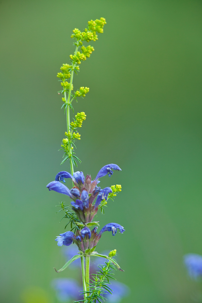 blau gelb