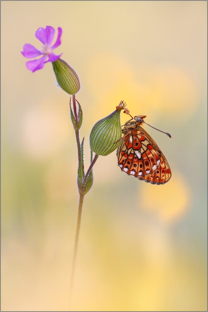 Silberfleck-Perlmutterfalter (Boloria euphrosyne)