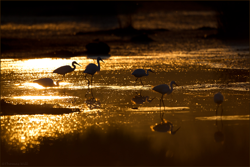 [ golden sunset ]