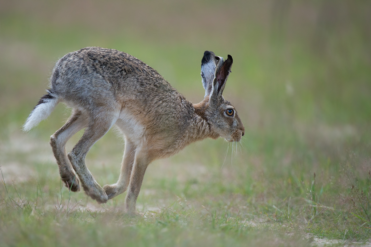 Feldhase (Lepus europaeus)