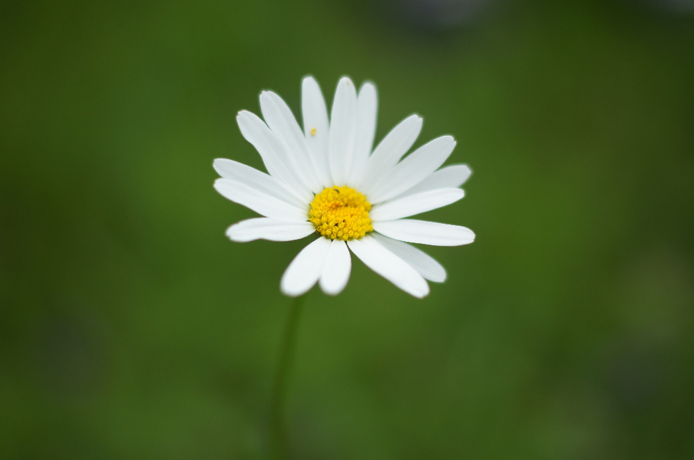 Margerite...