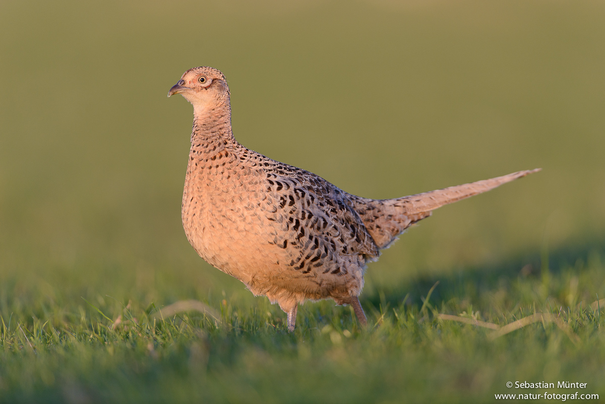 Fasanenhenne (Phasianus colchicus)