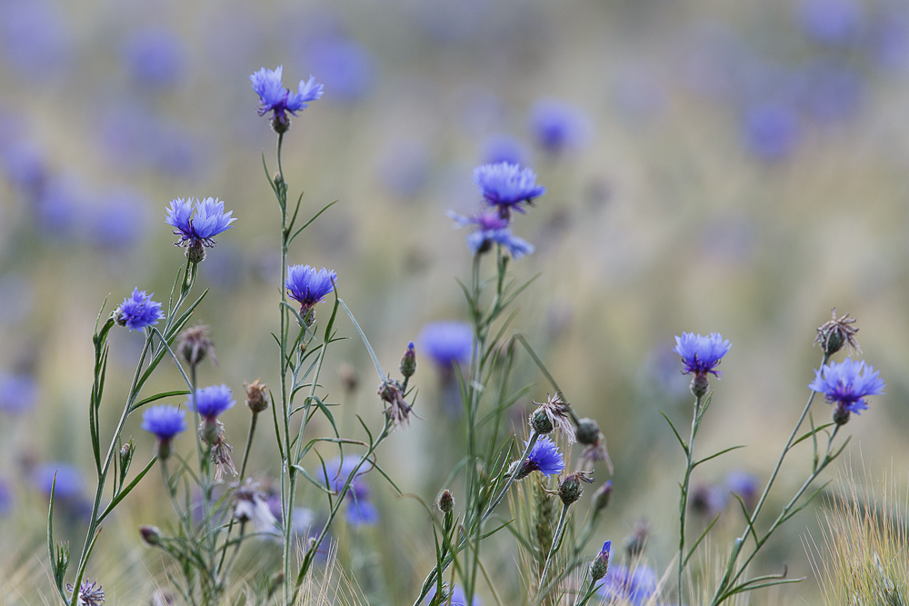 Kornblumen