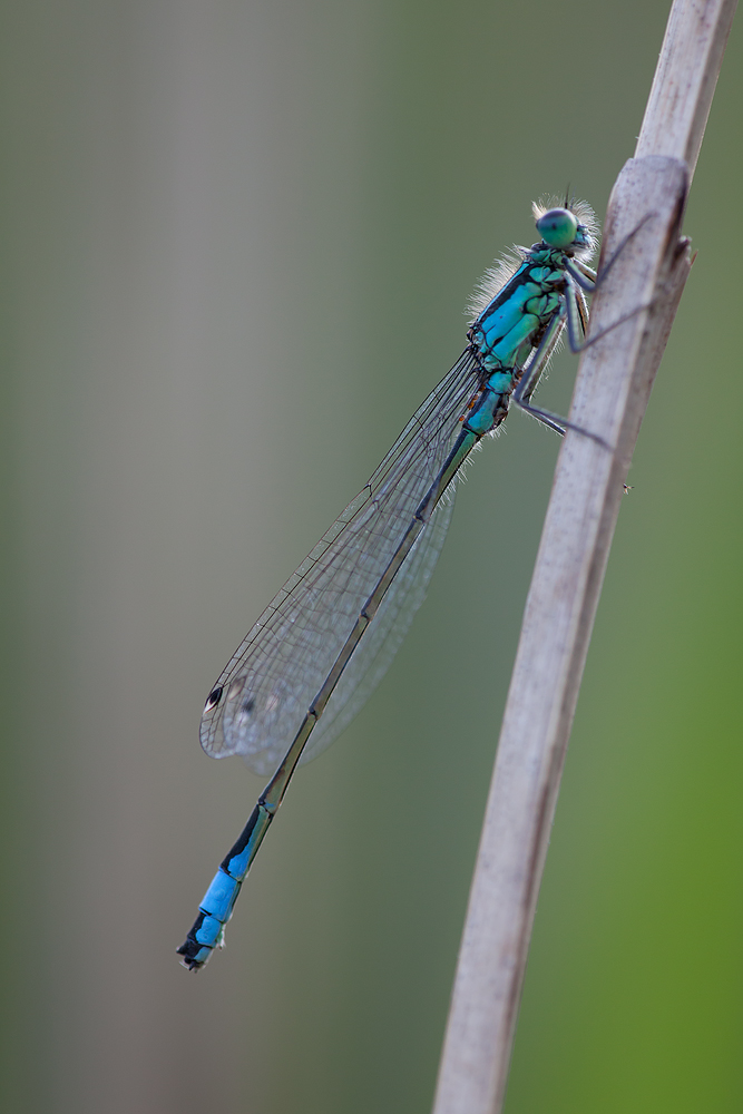 Ischnura elegans helgolandensis