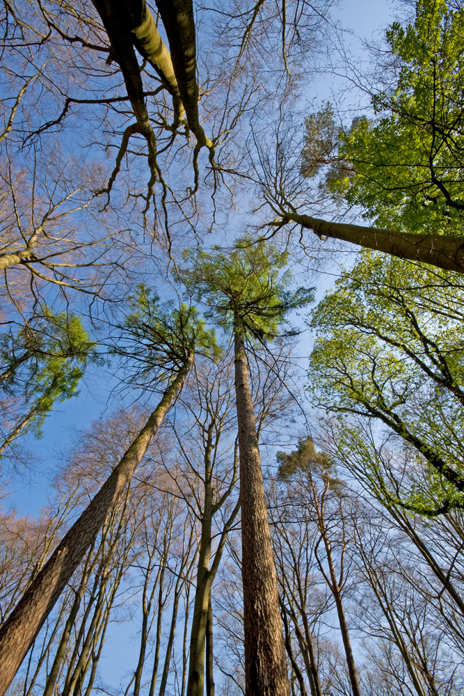 Den höchsten Baum Berlin`s....