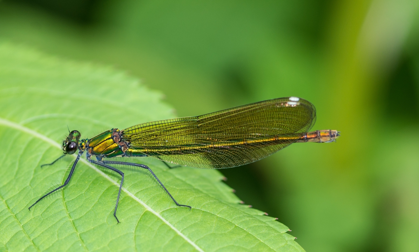 Gebänderte Prachtlibelle (Calopteryx splendens)