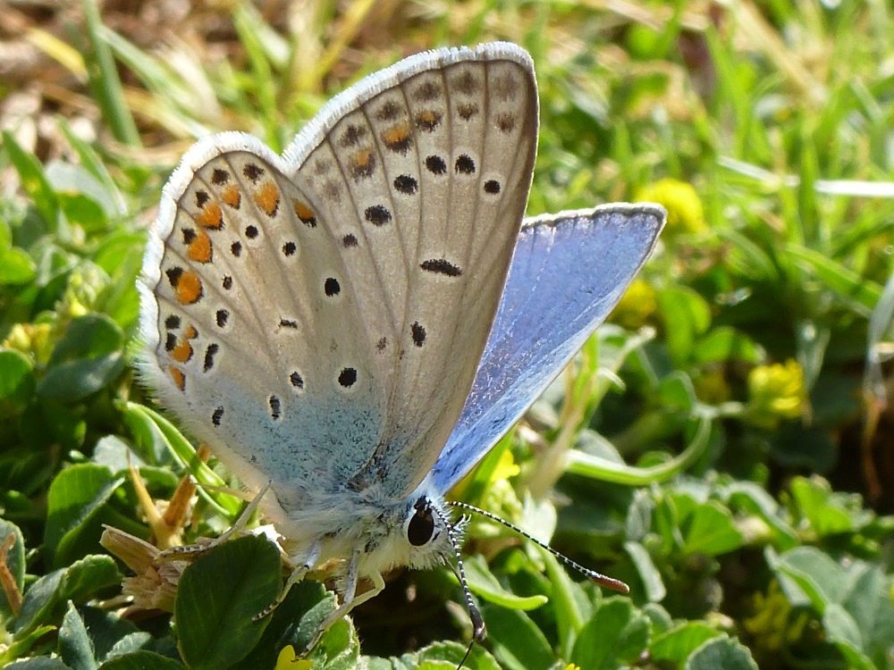 Hauhechel Bläuling