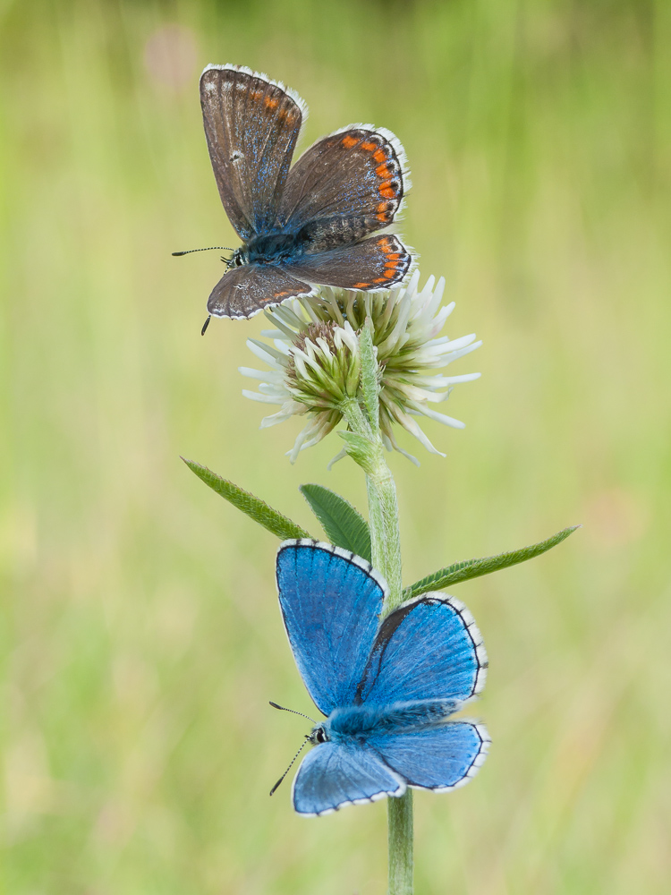 Das Pärchen von Himmelblauen