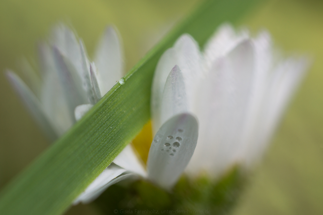 Bellis, halbiert