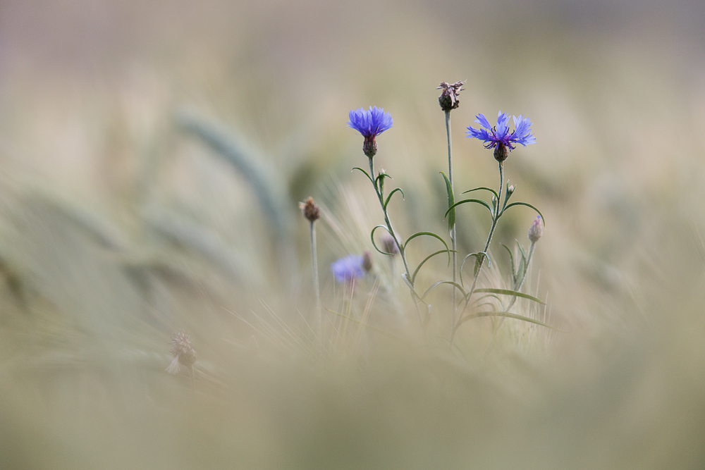 Kornblumen