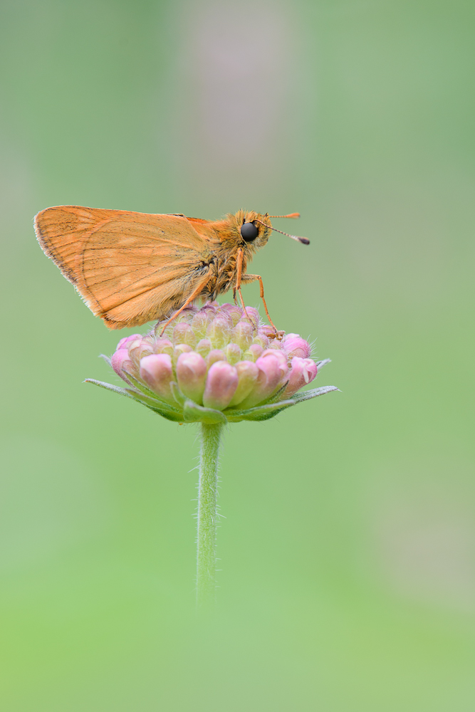 Rostfarbiger Dickkopffalter (Ochlodes sylvanus)