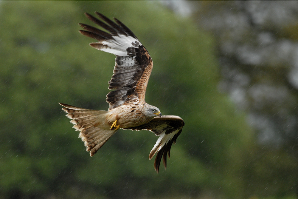 Redkite