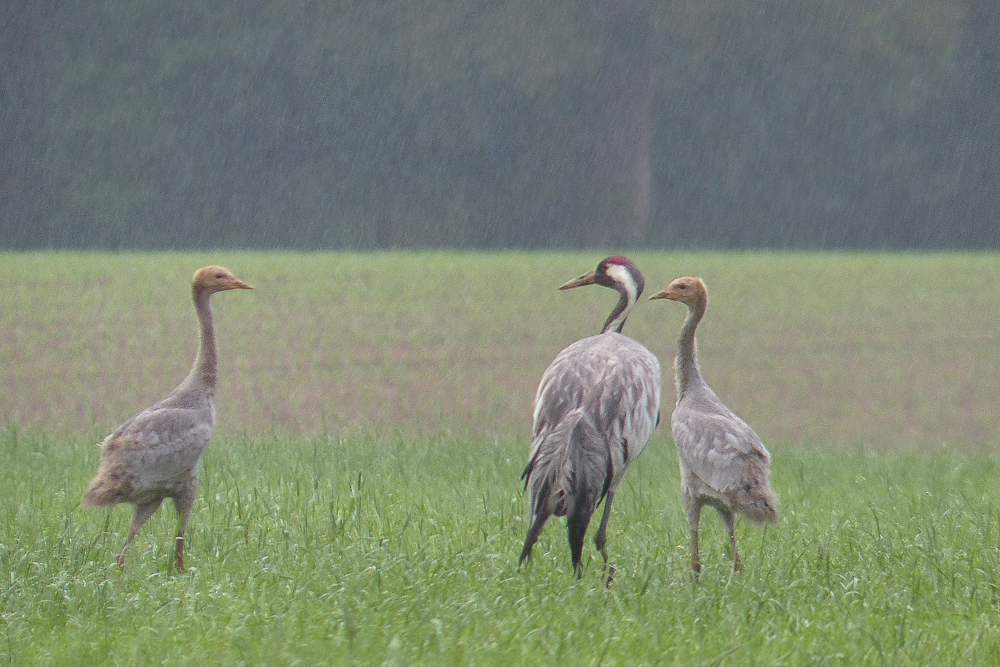 Kraniche im Regen.