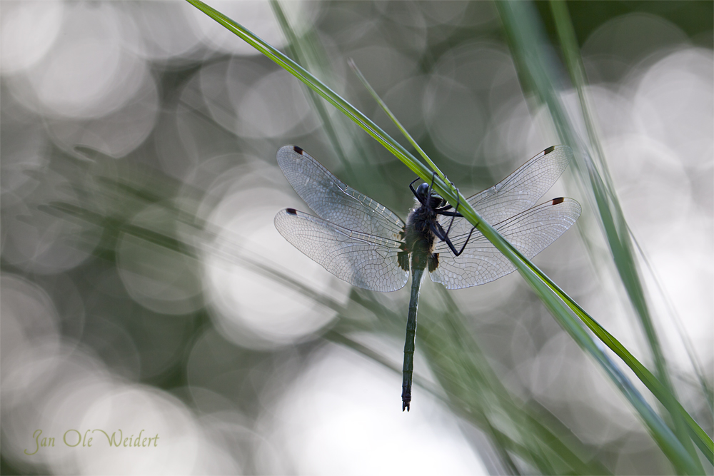 Flair-Libelle