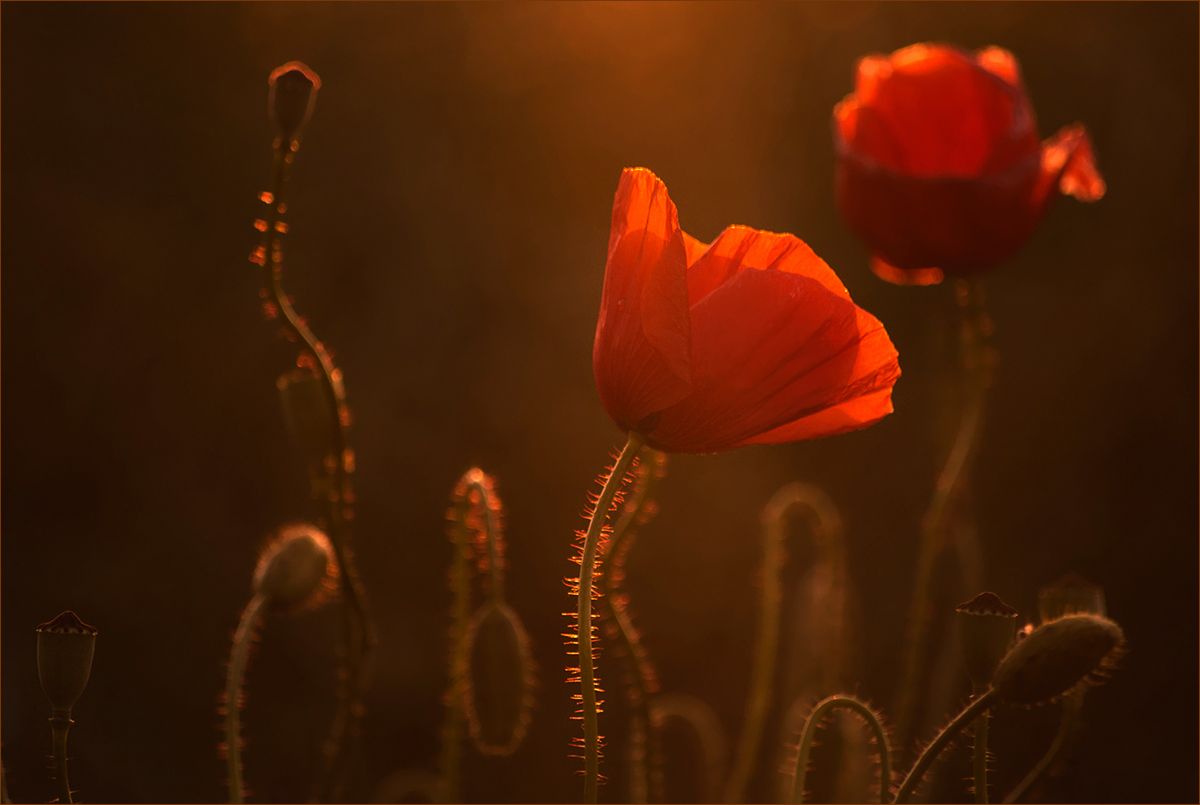 Abend-Mohn