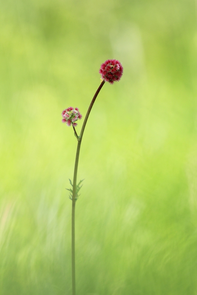 Der kleine Wiesenknopf