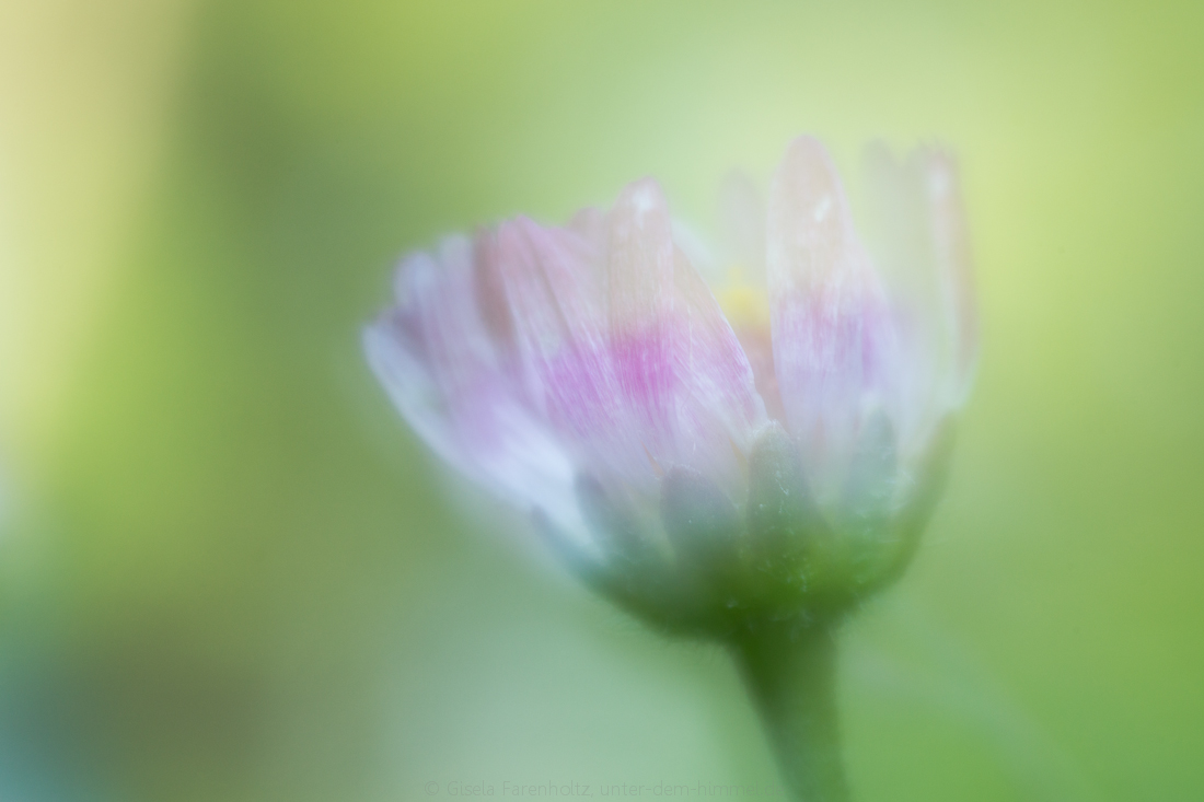 Bellis, gewischt