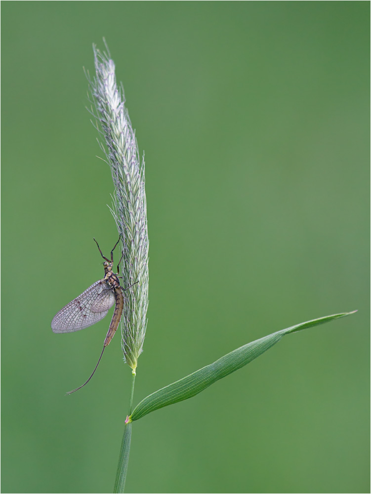 Eintagsfliege (Ephemeroptera)